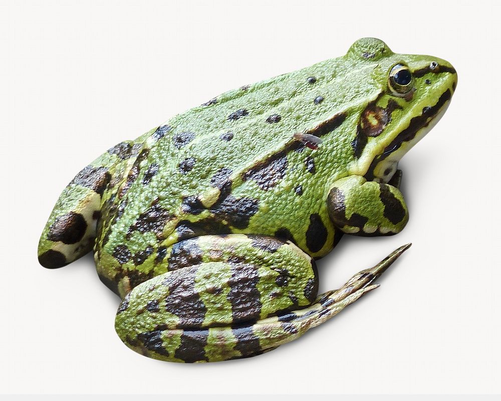 Frog, animal design