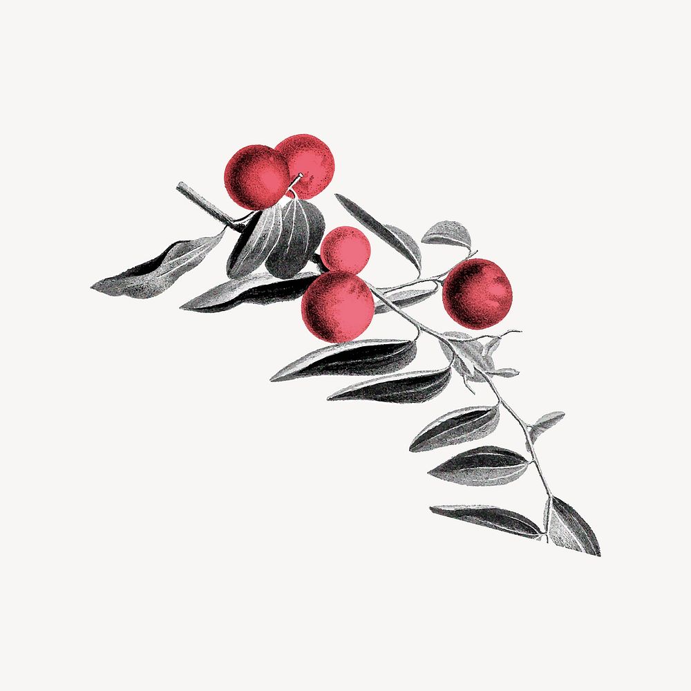 Fruits illustration design element vector