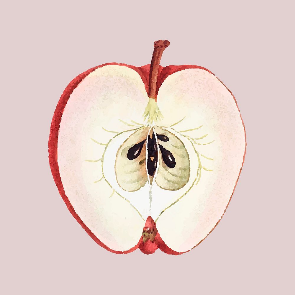Vintage red apple cut in half fruit hand drawn illustration