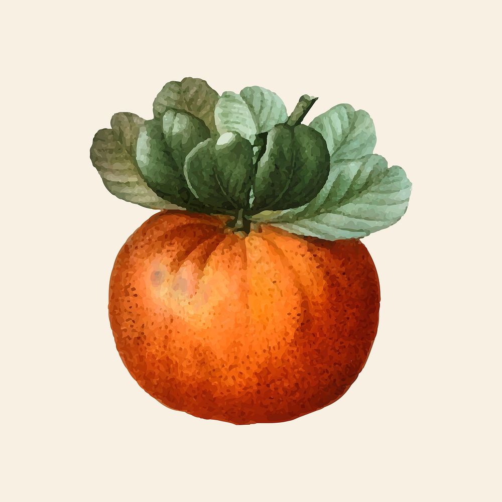Vintage bigarade orange fruit hand drawn illustration