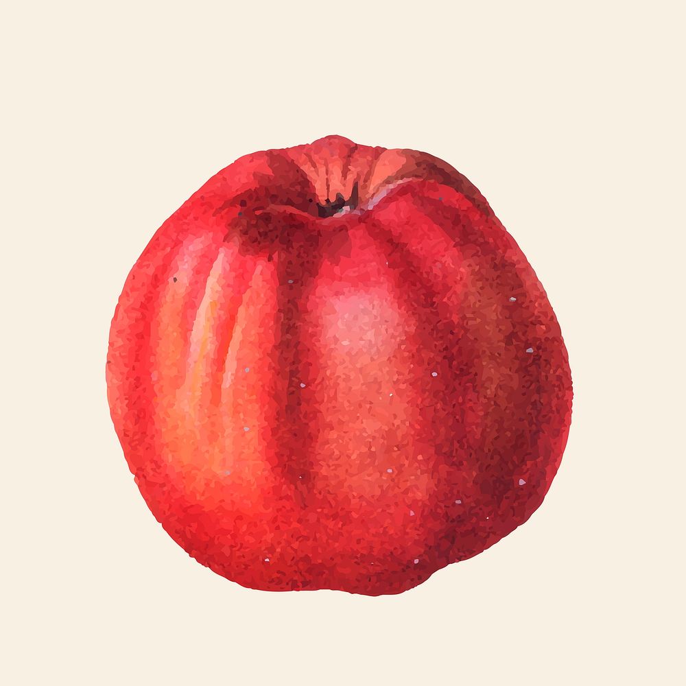 Vintage red apple hand drawn illustration