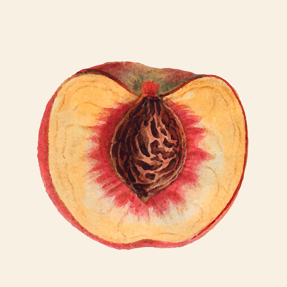 Vintage peach and seed  hand drawn illustration