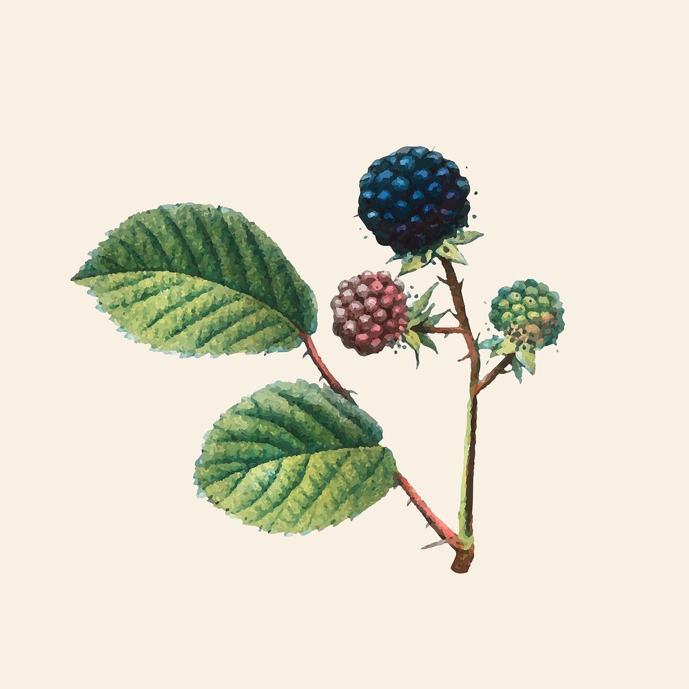 Vintage blackberry and dewberry fruit hand drawn illustration