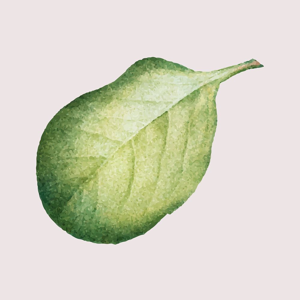 Psd hand drawn lingonberry leaf element vintage illustration