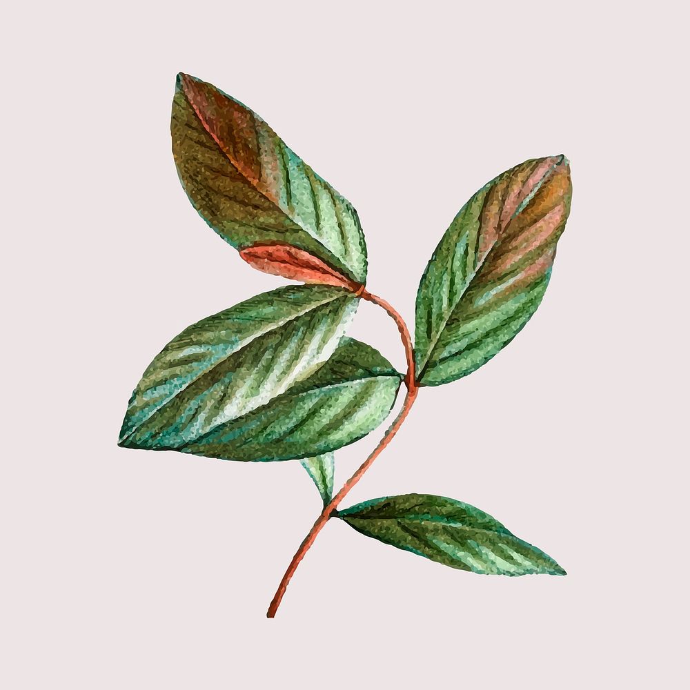 Hand drawn honeyberry leaf vintage leaf illustration
