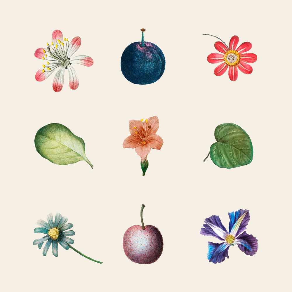 Flower and fruit vector set vintage illustration