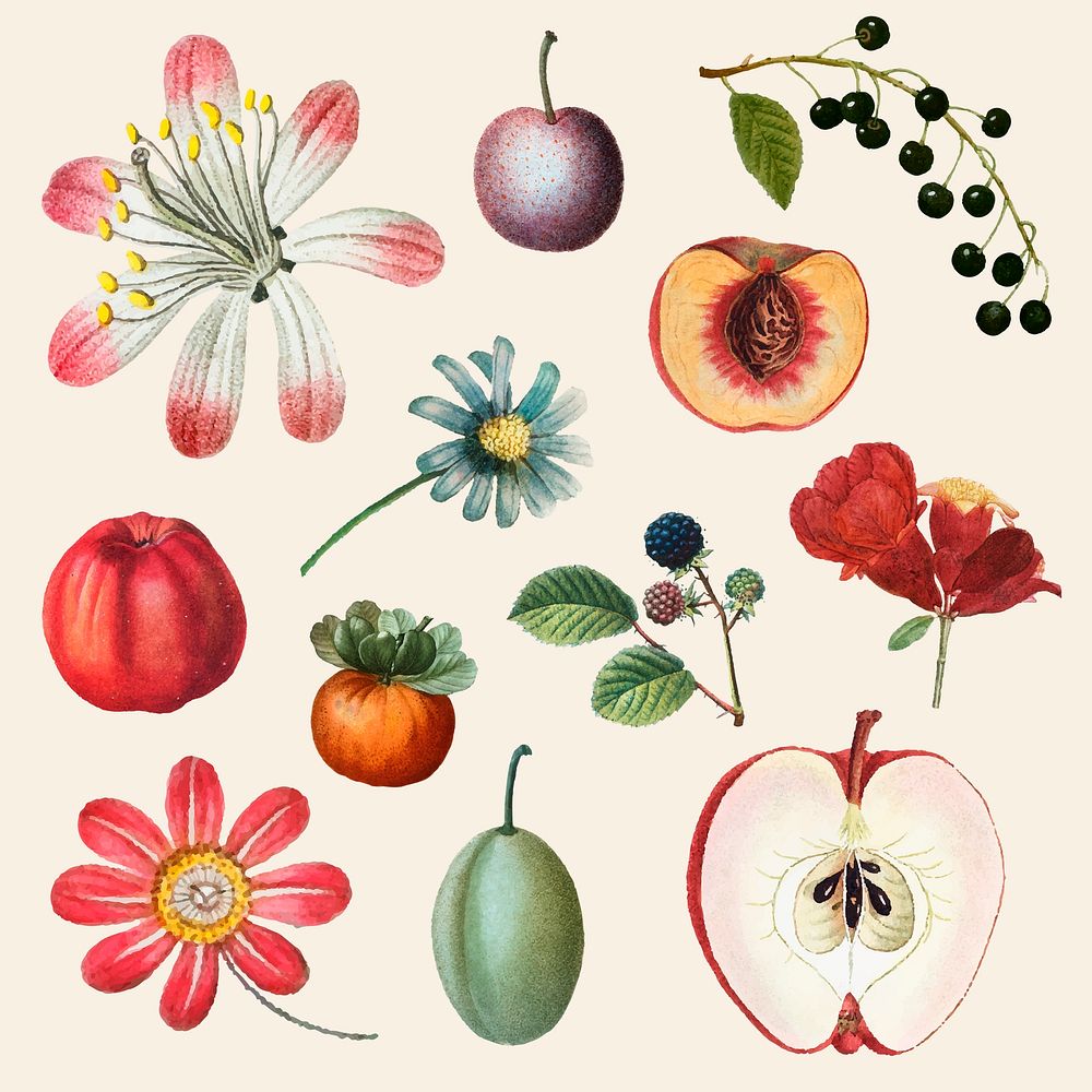 Fruit and flower psd vintage set hand drawn illustration