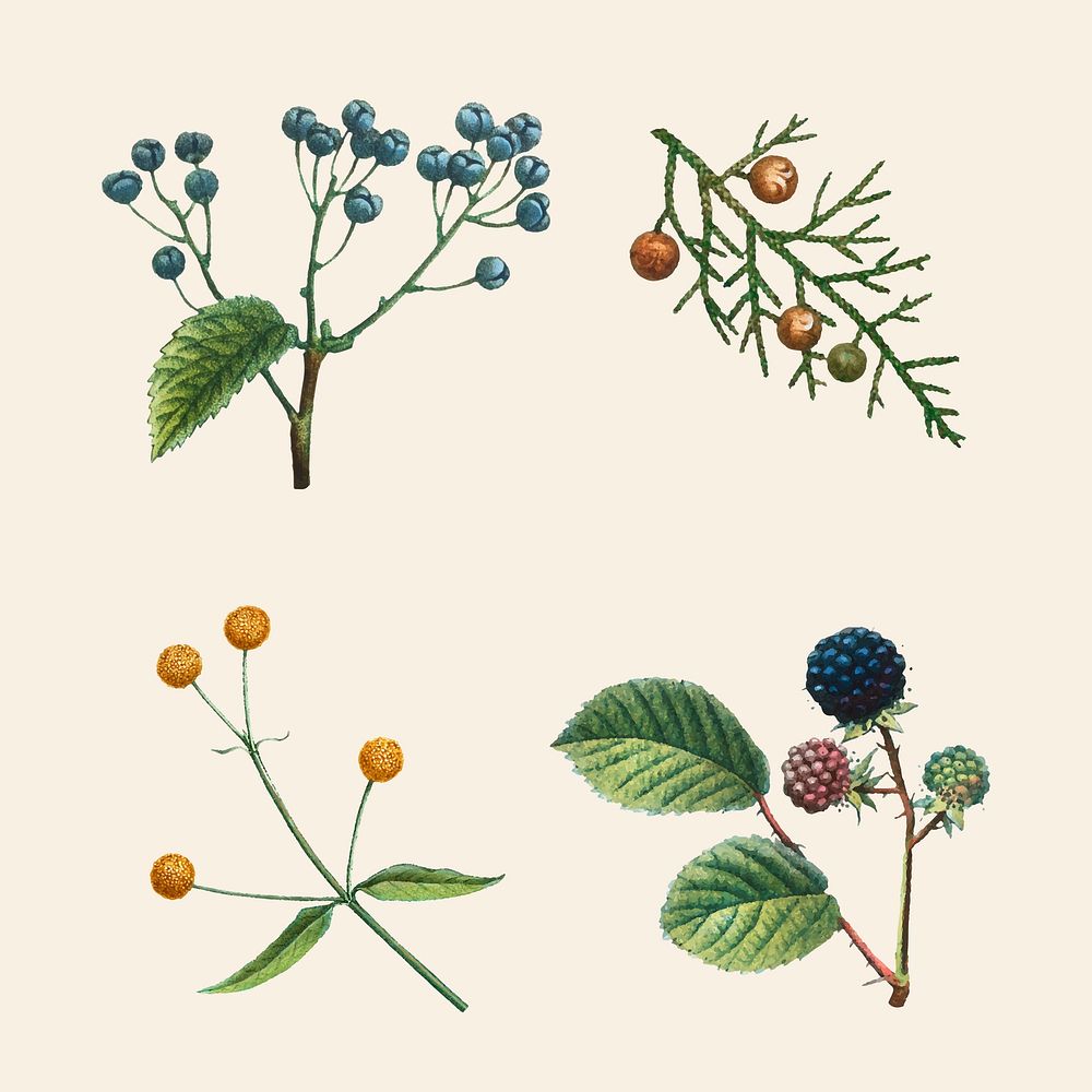 Vintage botanical psd set hand drawn illustration