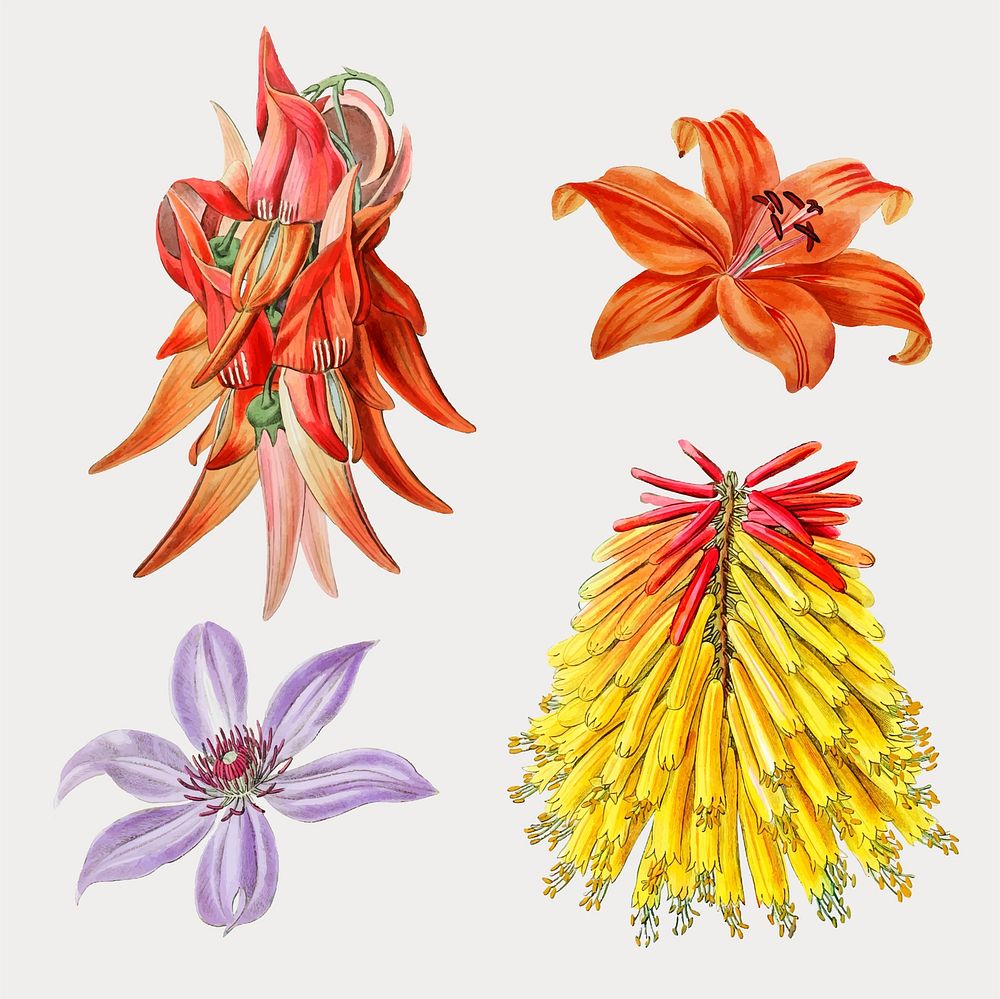 Colorful flowers set watercolor vector