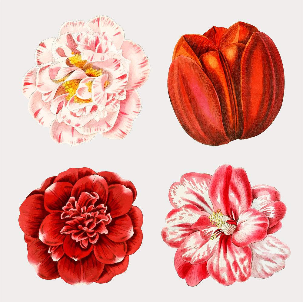 Red pink flowers set vector