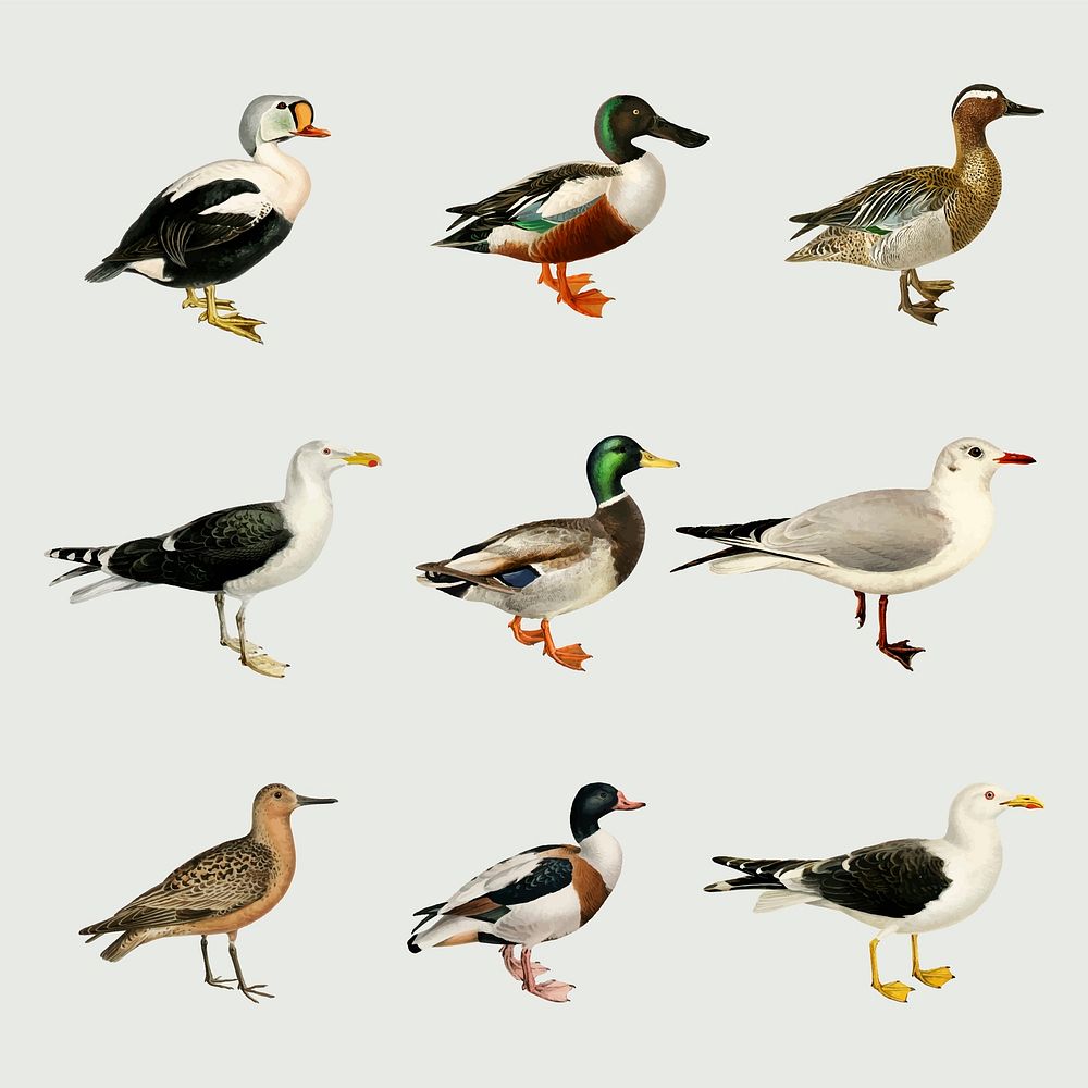Vector mixed birds hand drawn ducks set