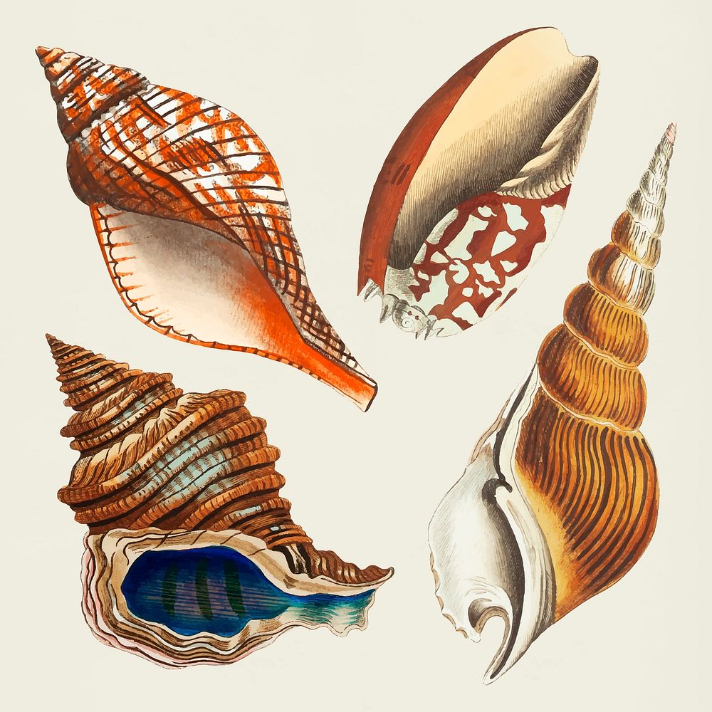 Colorful seashells vintage clipart set