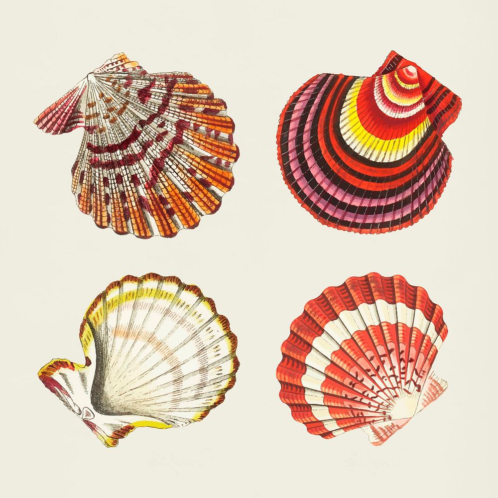 Vector seashells colorful stickers vintage set