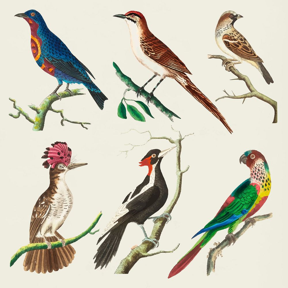 Vector birds colorful stickers vintage set