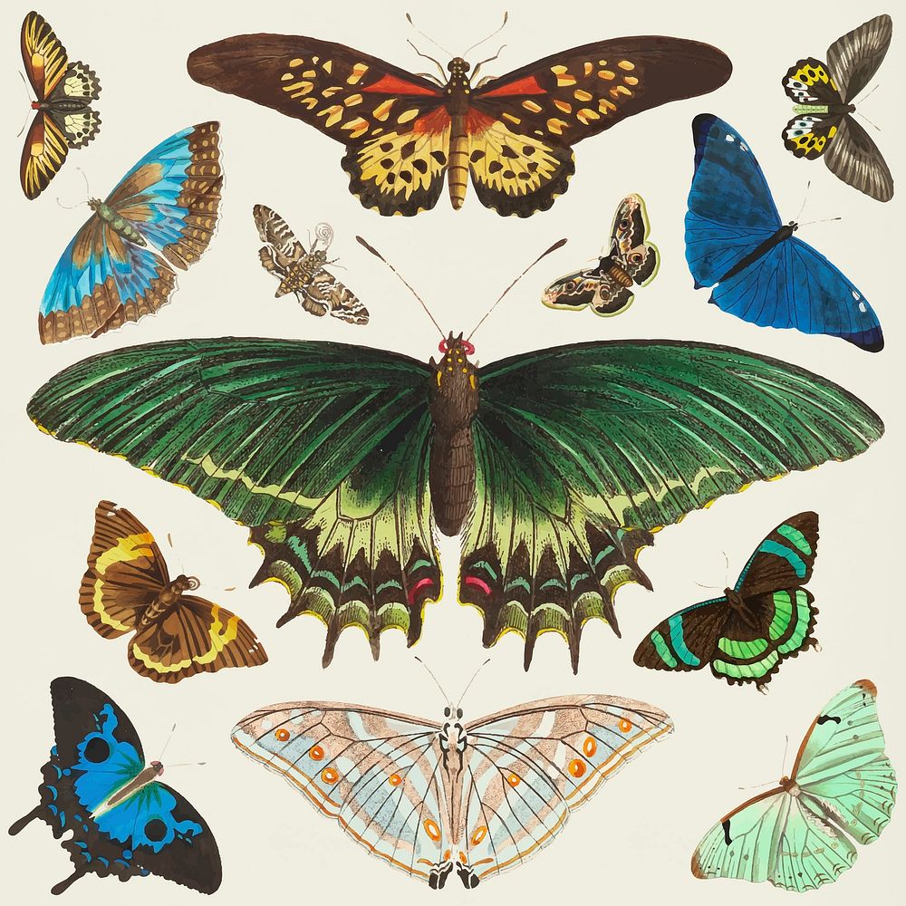 Colorful butterfly vintage clipart set