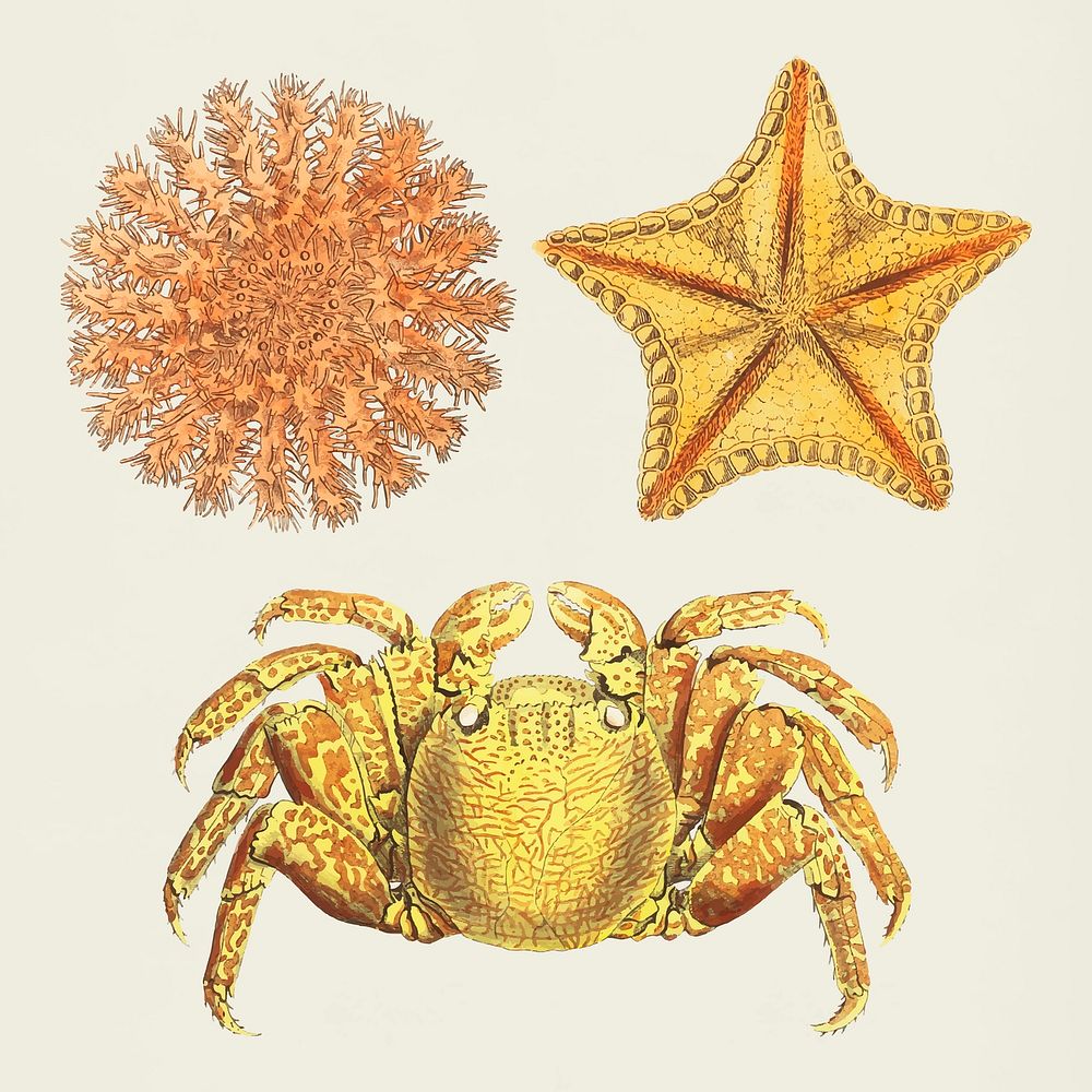 Marine life vintage clipart collection