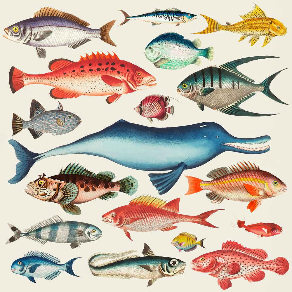 Vector fish colorful stickers vintage set