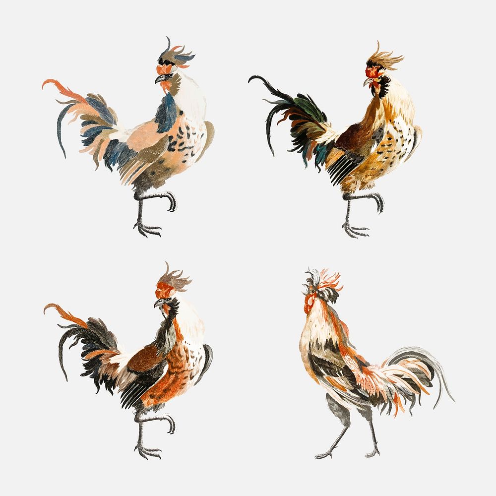 Hand drawn chicken vector bird vintage illustration set
