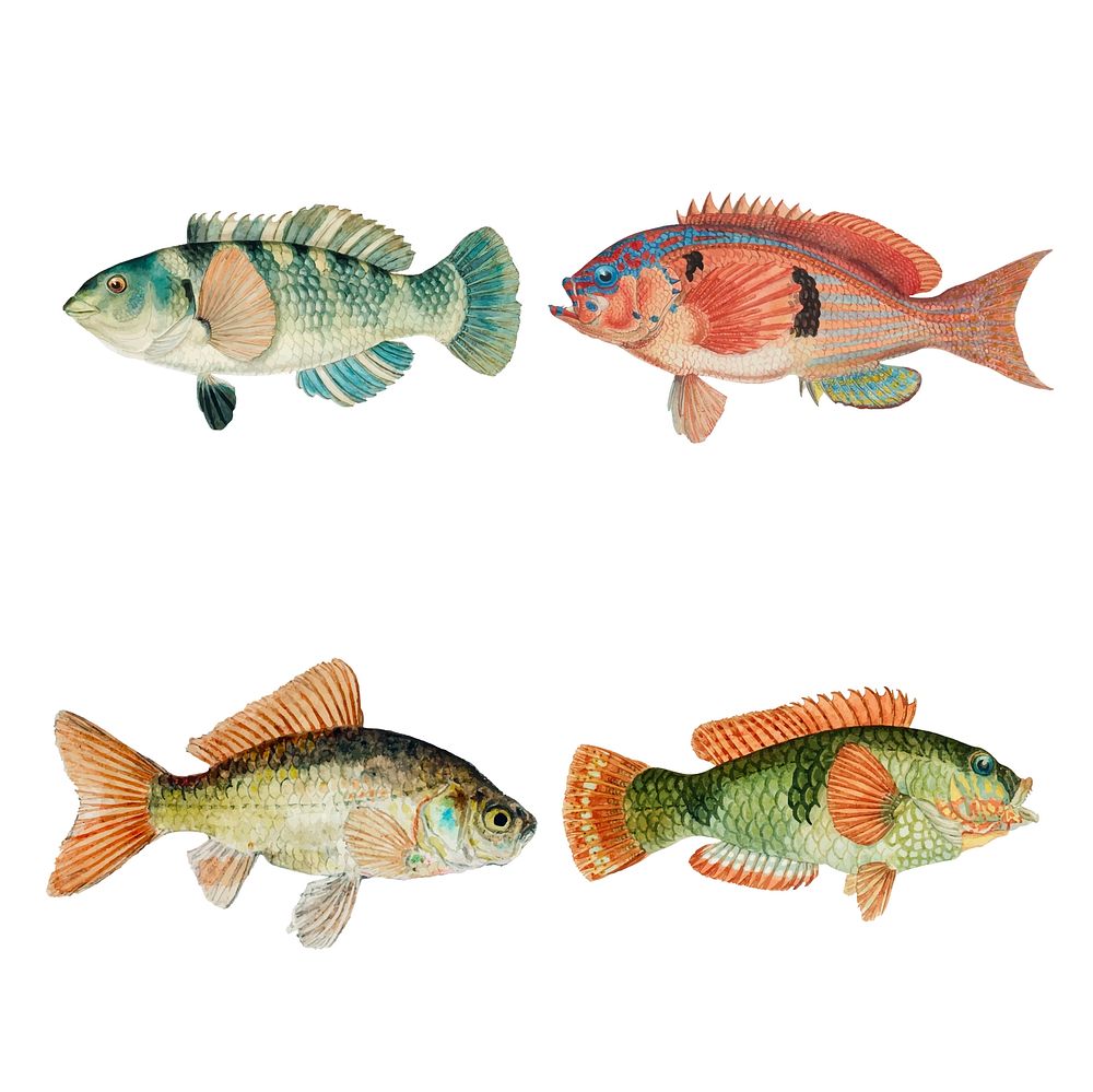 Colorful vector fish vintage hand drawn illustration pack