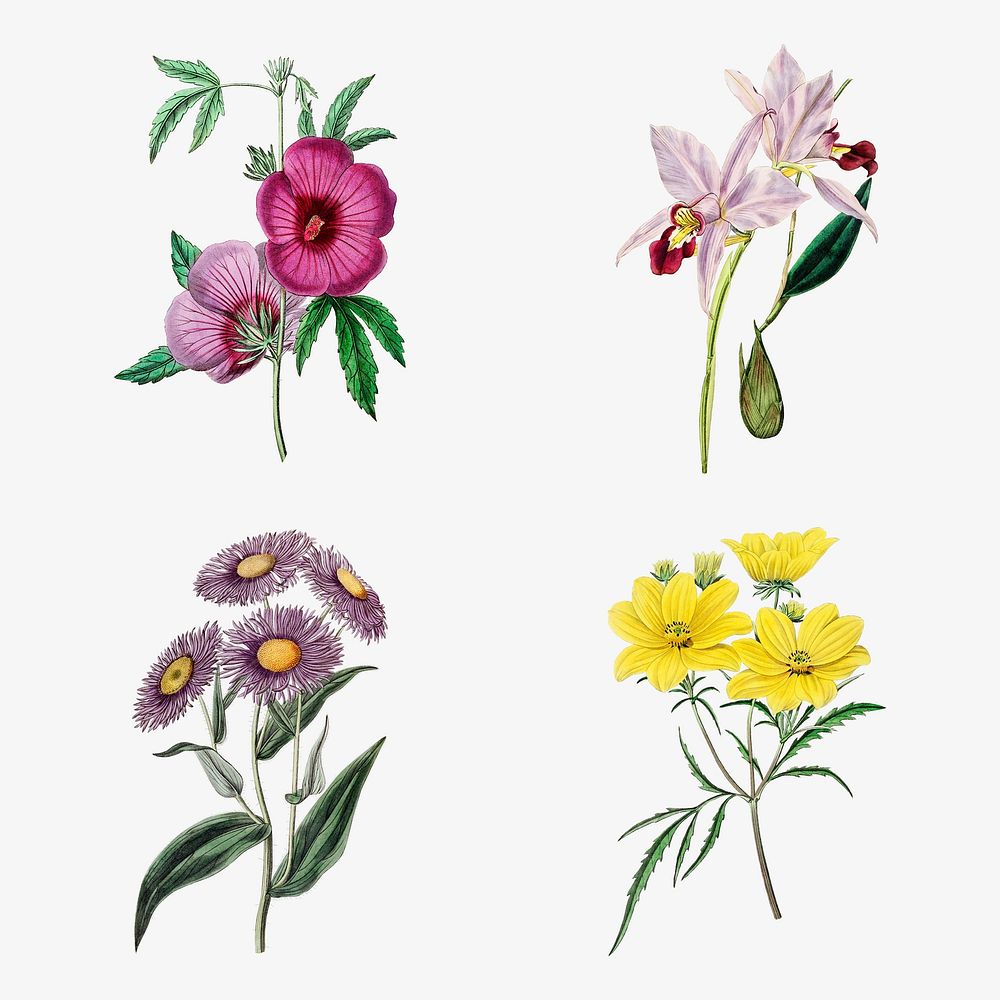 Flowers psd vintage botanical illustration mixed