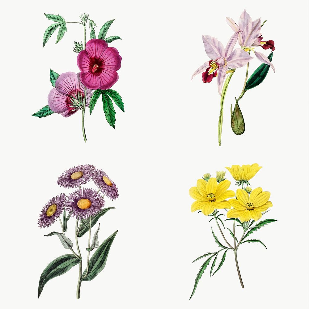 Flowers vector vintage botanical set
