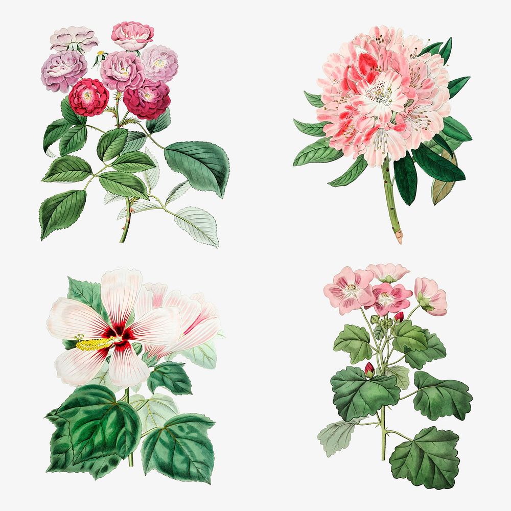 Flowers psd vintage botanical illustration mixed