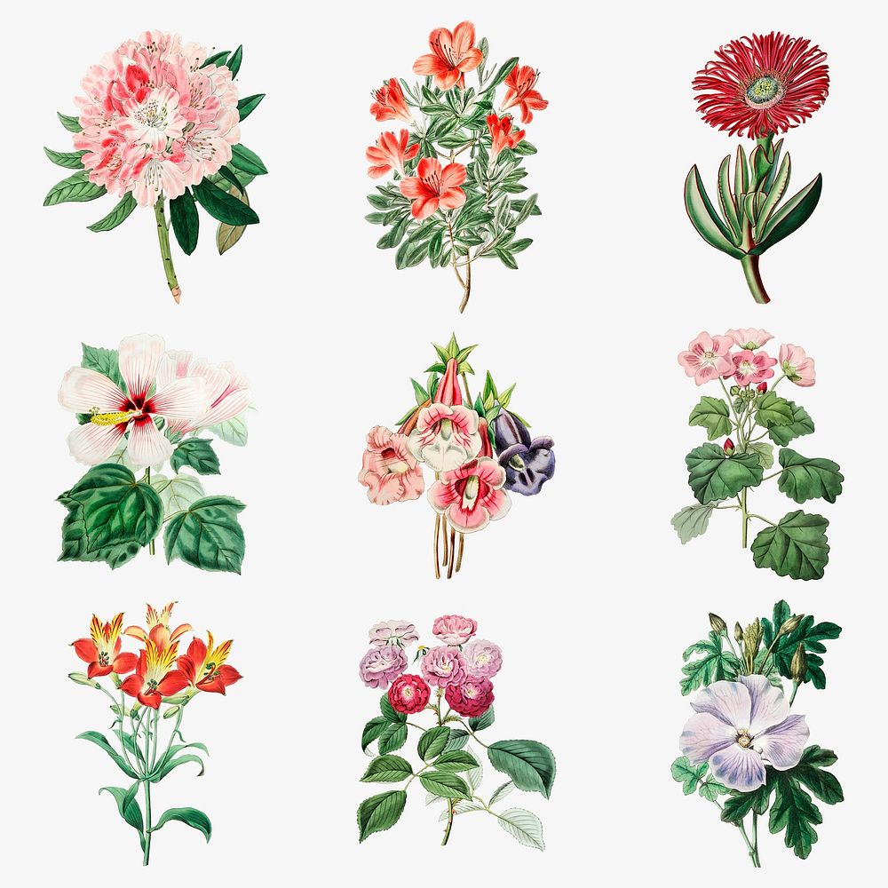 Flowers psd vintage botanical illustration collection