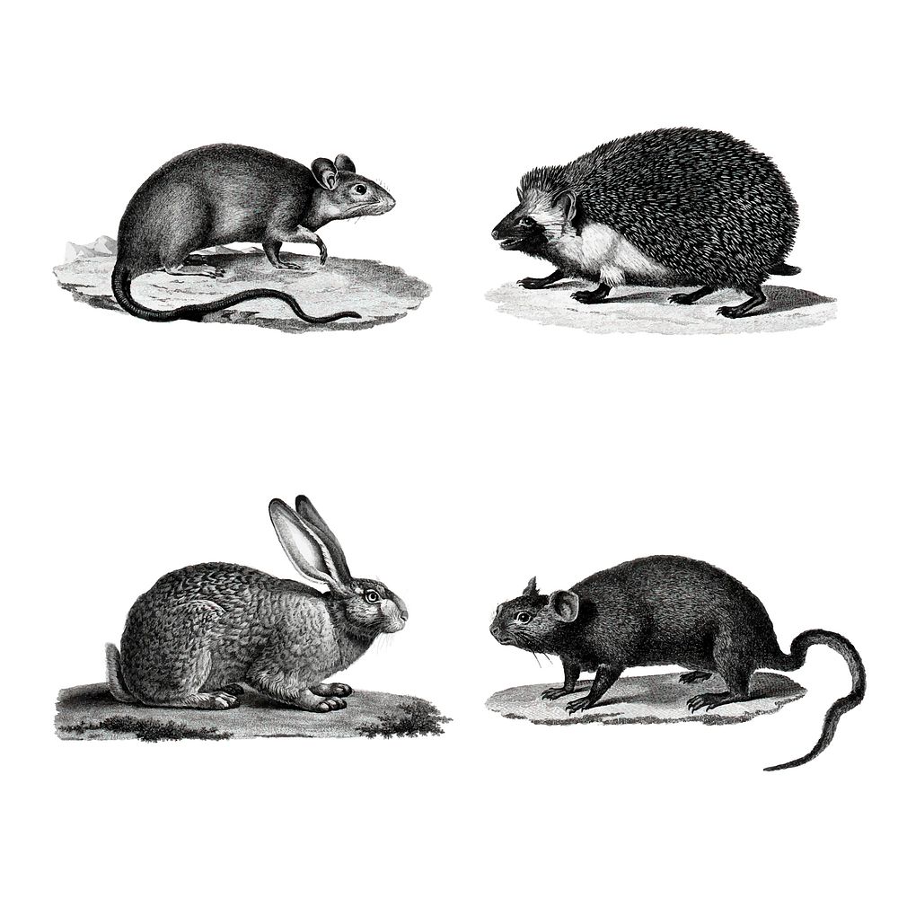 Vintage small animals vector illustration set