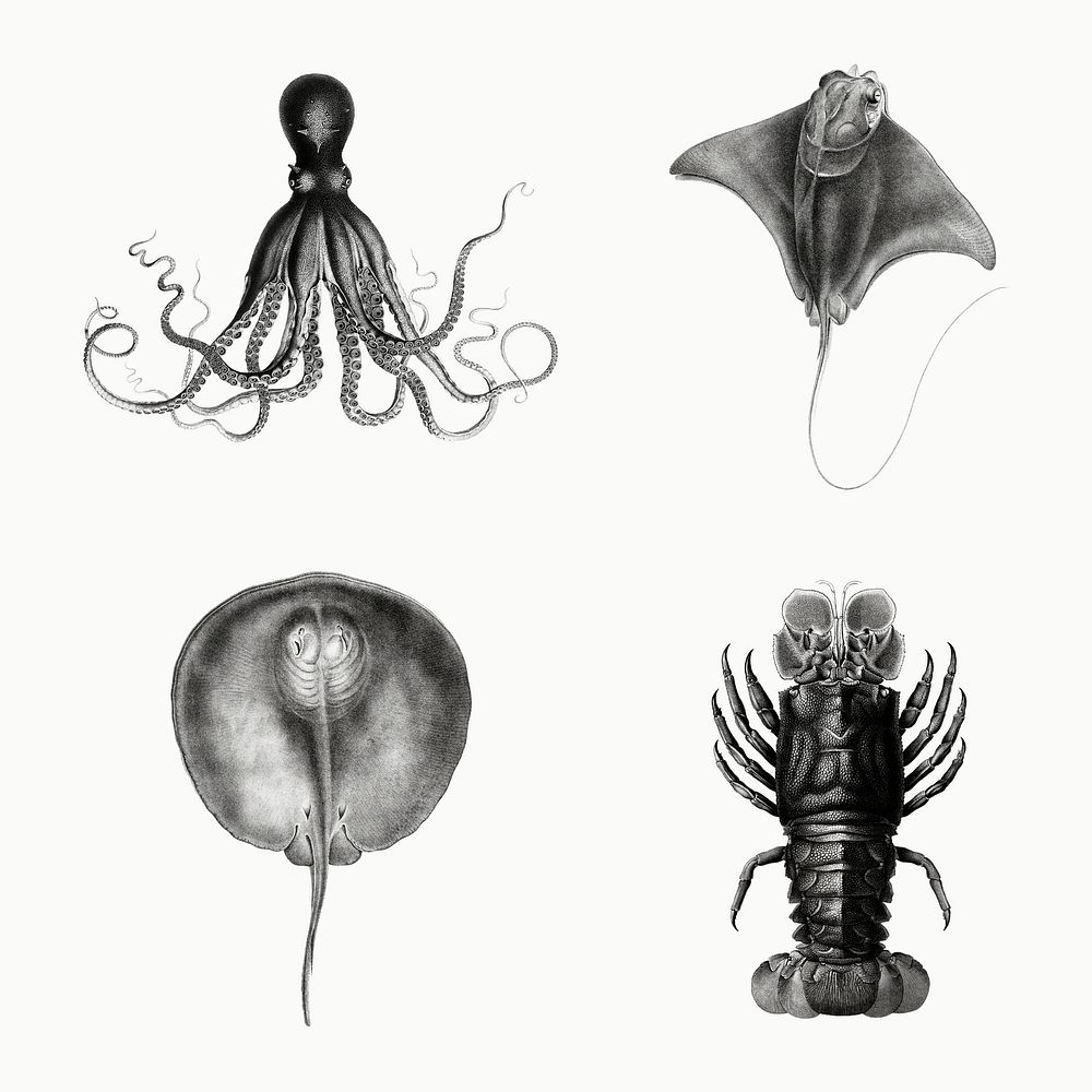 Marine life species vintage illustration set