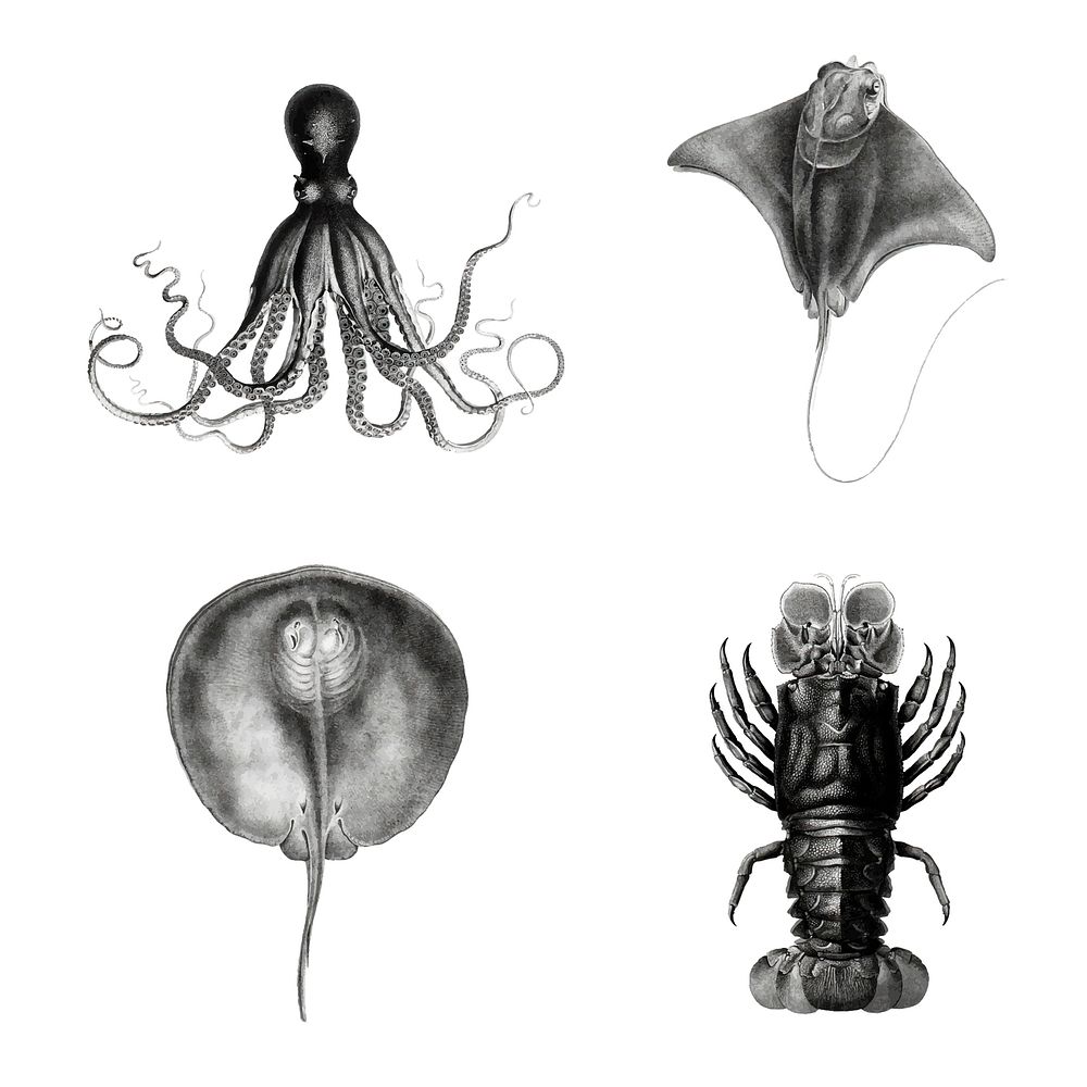 Marine life species vintage illustration vector set