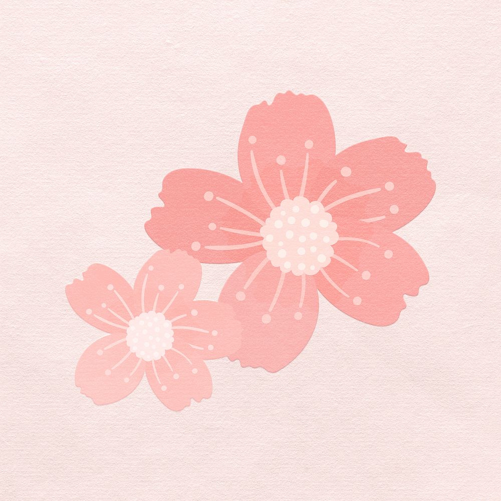 Pink cherry blossom flower illustration