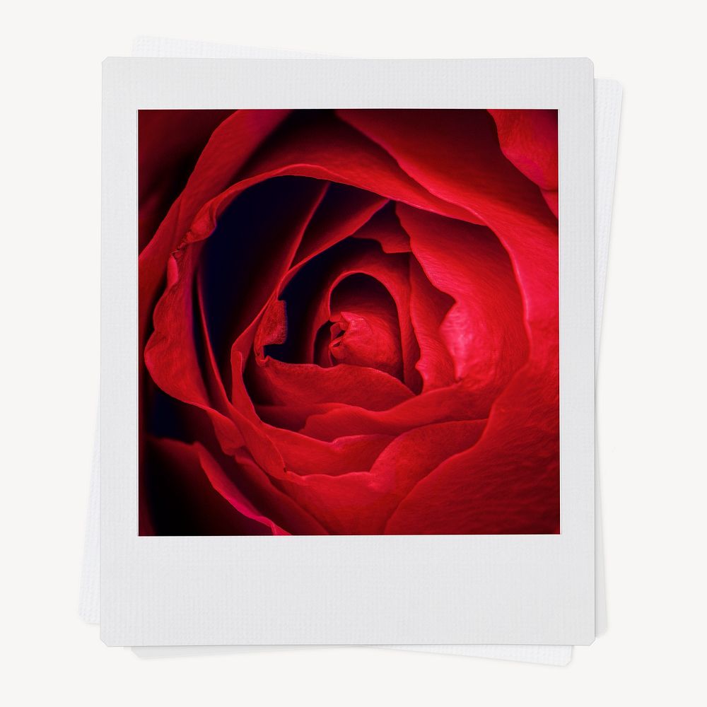 Red rose instant photo, Valentine's flower aesthetic image
