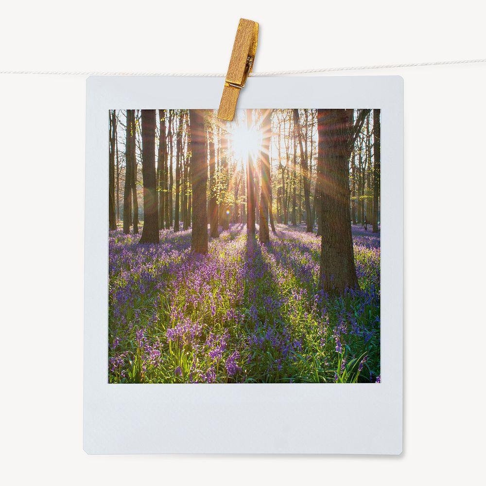 Lavender forest instant photo, Spring aesthetic image 