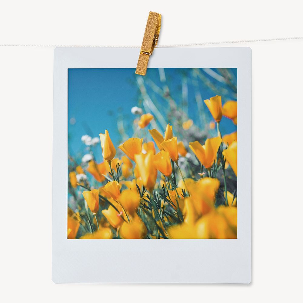 Tulip field aesthetic instant photo, wildflowers during Spring 