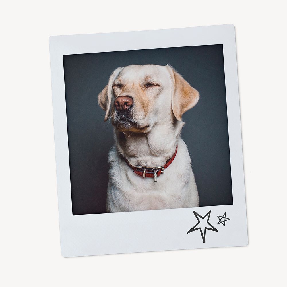 Labrador Retriever dog, pet portrait, instant photo image