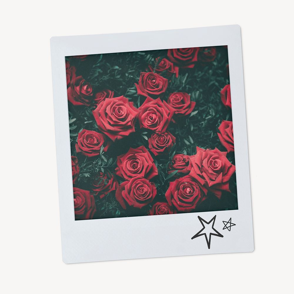 Red rose flowers instant photo, Valentine's aesthetic image