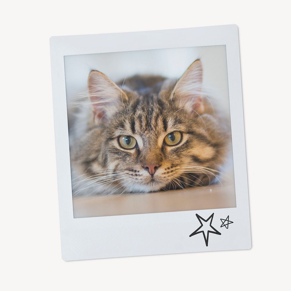 Tabby kitten, cute pet instant photo 