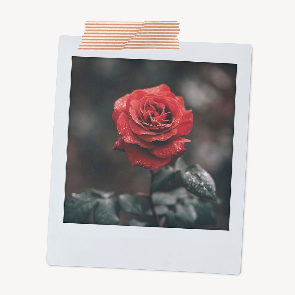 Red rose flower instant photo, Valentine's aesthetic image