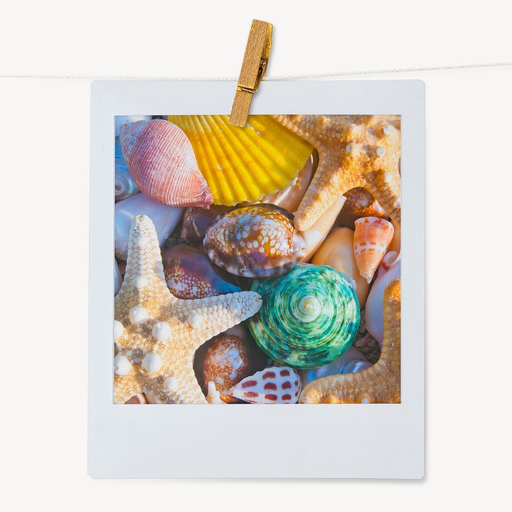 Aesthetic seashells instant photo, Summer vacation image 