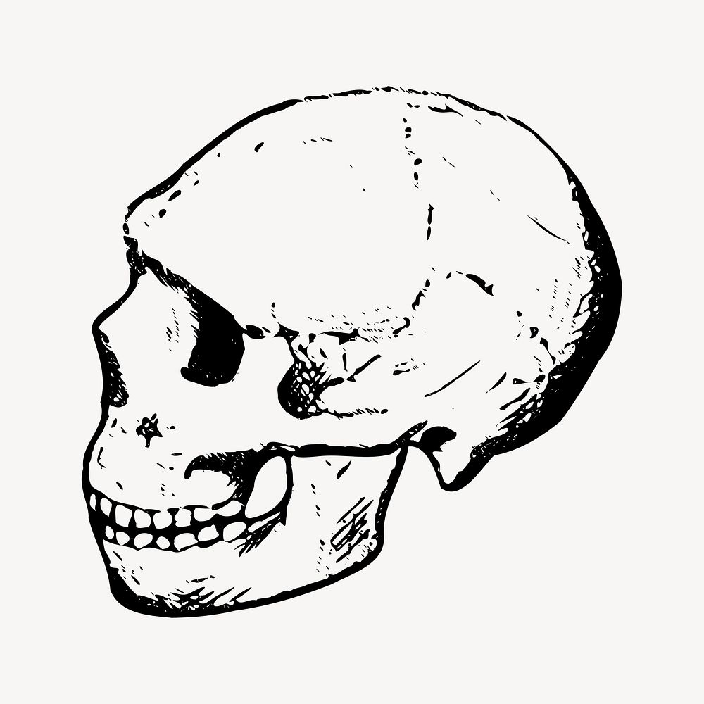 Human skull drawing, vintage illustration. Free public domain CC0 image.