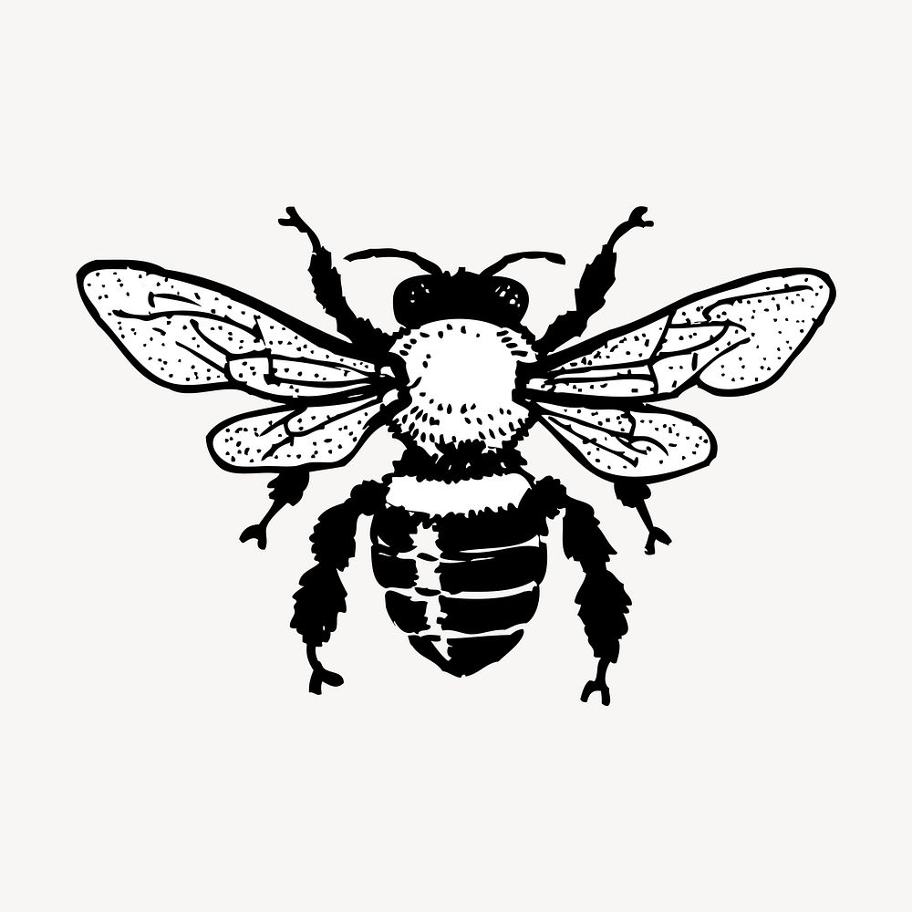 Bee, insect drawing, vintage illustration vector. Free public domain CC0 image.