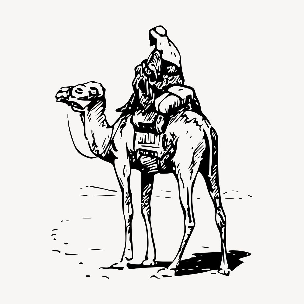 Camel rider drawing, vintage illustration vector. Free public domain CC0 image.