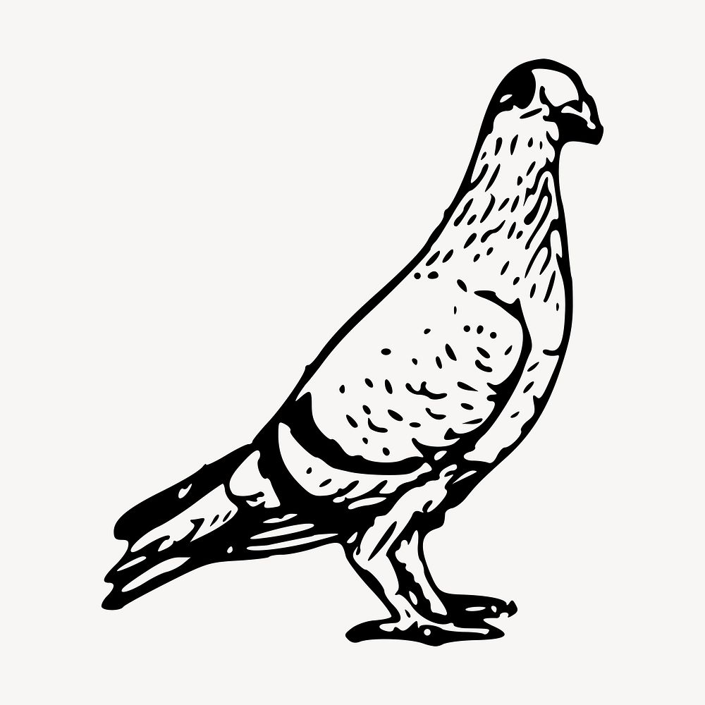 Pigeon bird, animal clipart, illustration psd. Free public domain CC0 image.