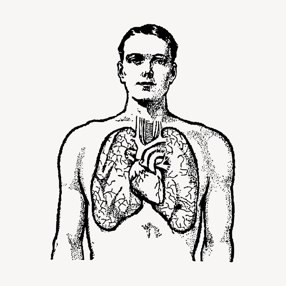 Cardiac anatomy drawing, vintage illustration vector. Free public domain CC0 image.