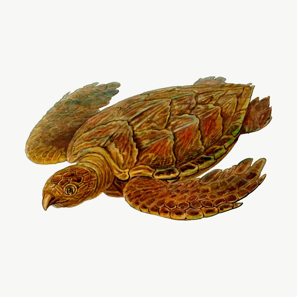 Hawksbill turtle clipart, illustration vector. Free public domain CC0 image.