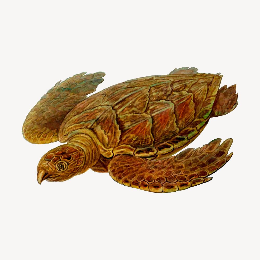 Hawksbill turtle clipart, illustration. Free public domain CC0 image.