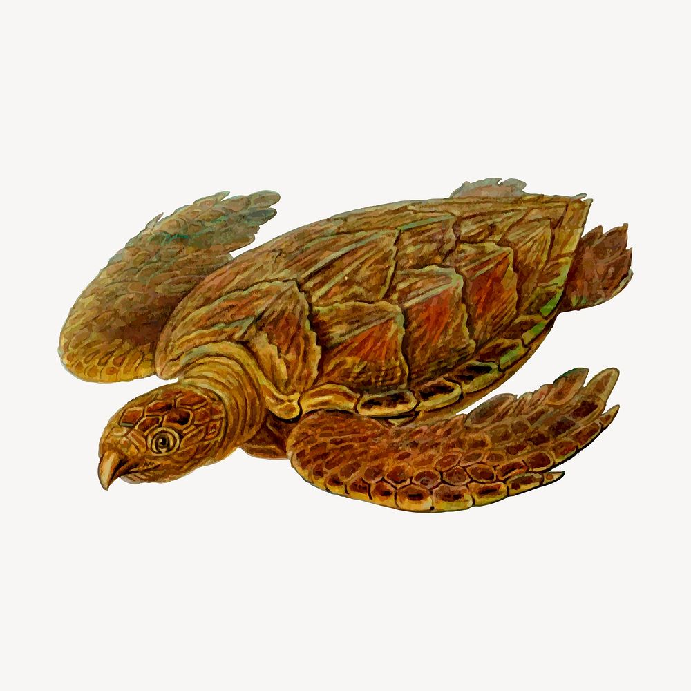 Hawksbill turtle clipart, illustration psd. Free public domain CC0 image.