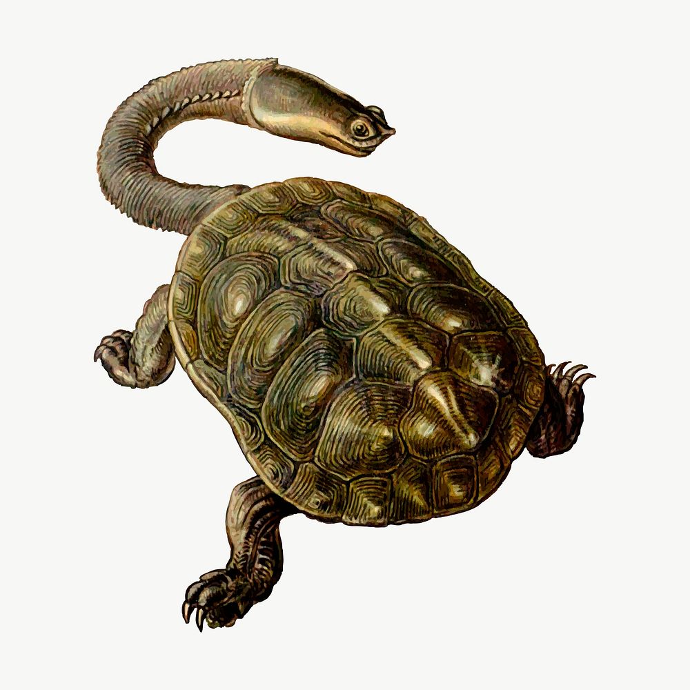 Argentine snake-necked turtle clipart, illustration vector. Free public domain CC0 image.