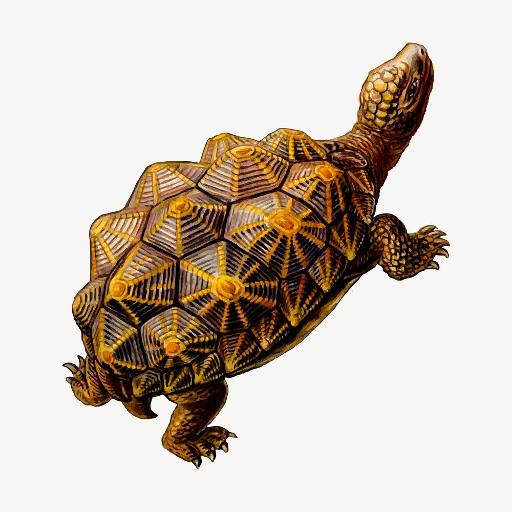 Geometric tortoise clipart, illustration psd. Free public domain CC0 image.