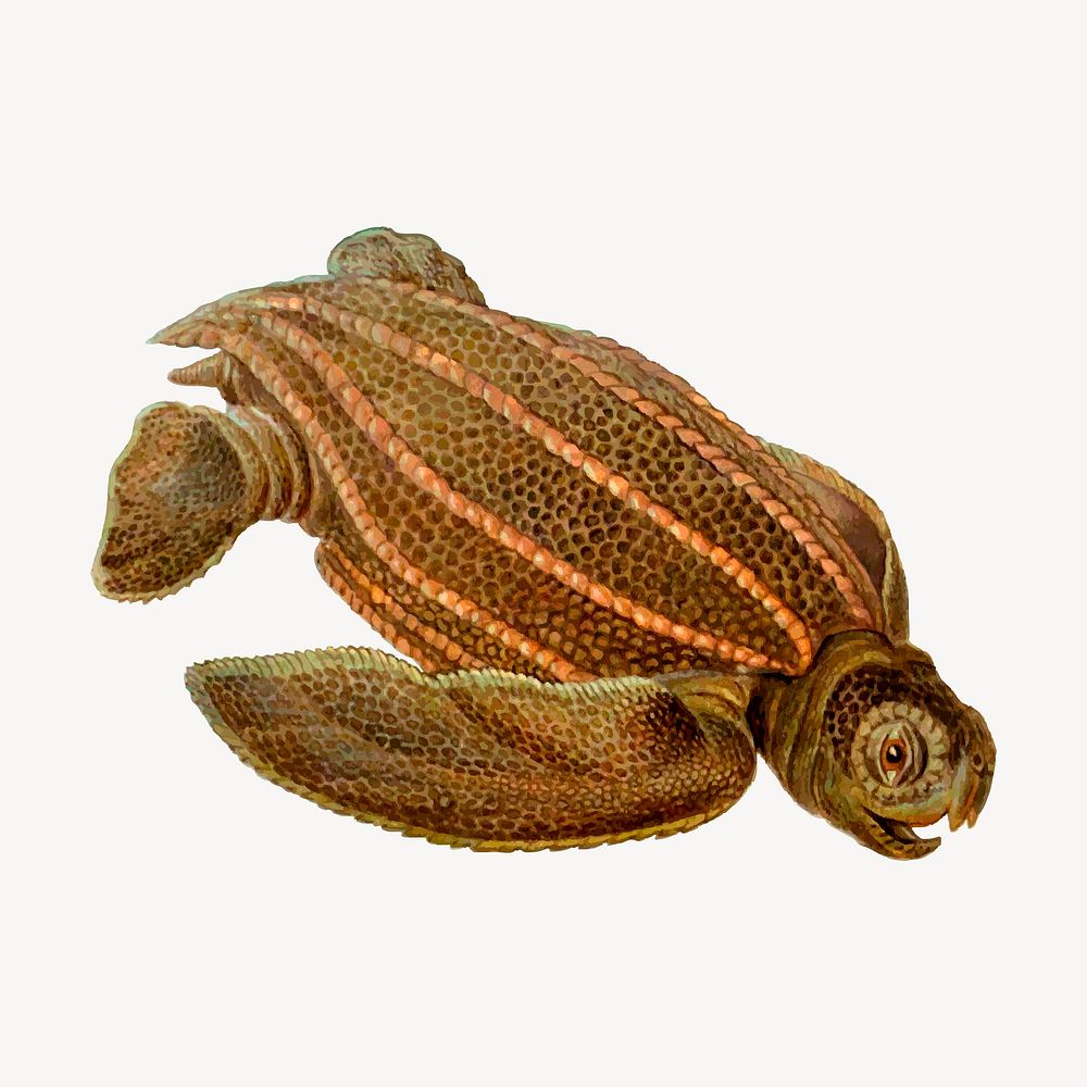 Leatherback turtle clipart, illustration psd. Free public domain CC0 image.